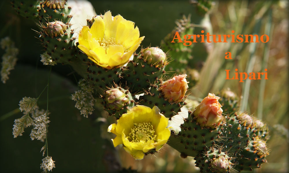 Agriturismo a Lipari, il ficodindia in fiore